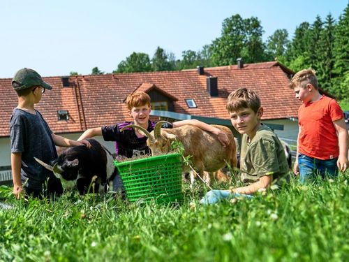 im Ziegengehege im Ziegengehege