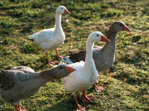 Gänse Gänse