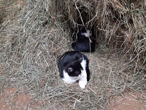 Katze im Heu Katze im Heu