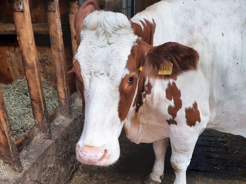 unsere Milchkühe unsere Milchkühe