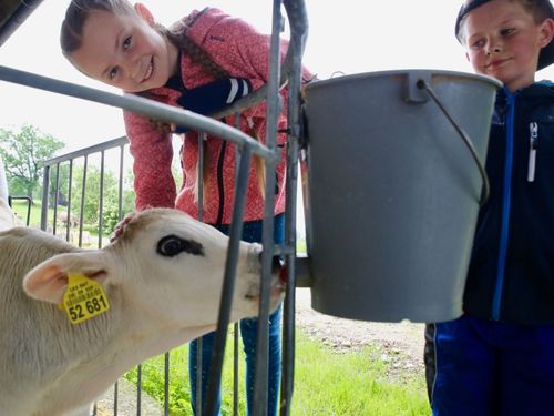 Käber mit Milch versorgen Käber mit Milch versorgen