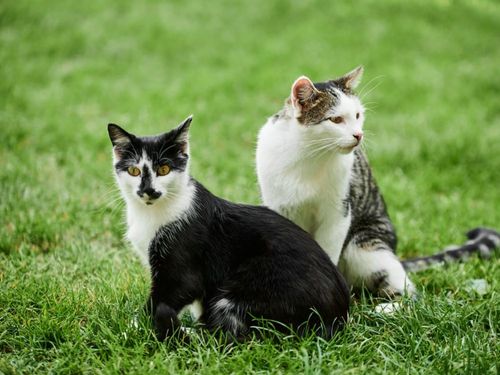 Schmusekatzen Schmusekatzen