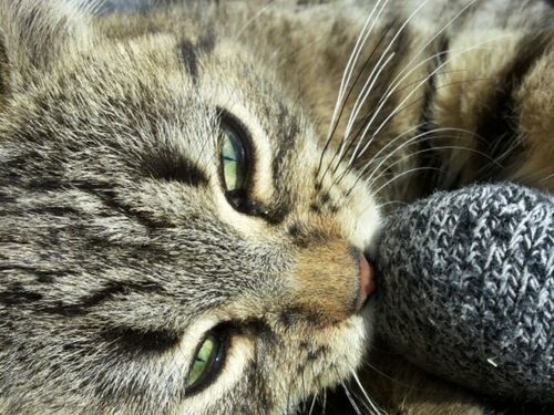 Kater Max frisst Zeh...