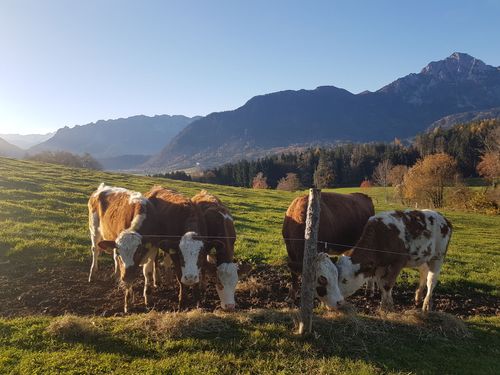 Das Jungvieh mit Bergblick
