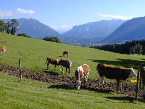 Unsere Rinder auf der Wiese