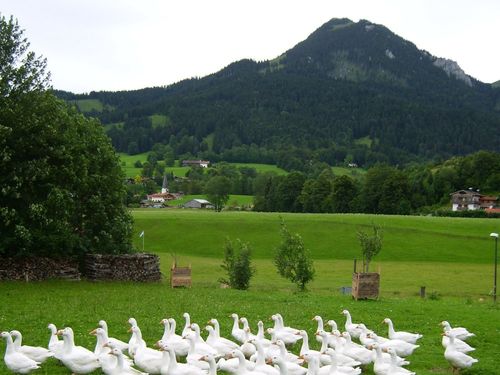 Gänseschar
