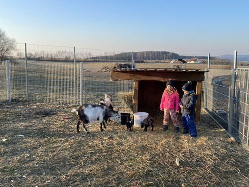 Peter und Heidi mit ihren kleinen Zicklein Peter und Heidi mit ihren kleinen Zicklein
