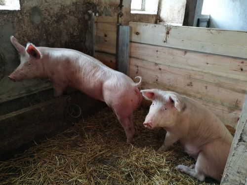 schweinegro schweinegro