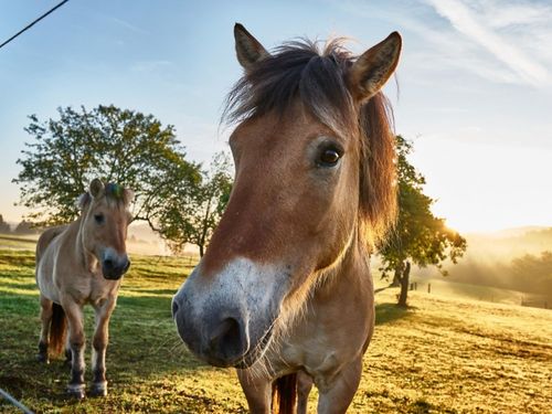 unsere Ponys