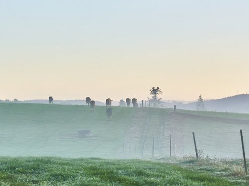 guten Morgen auf der Weide