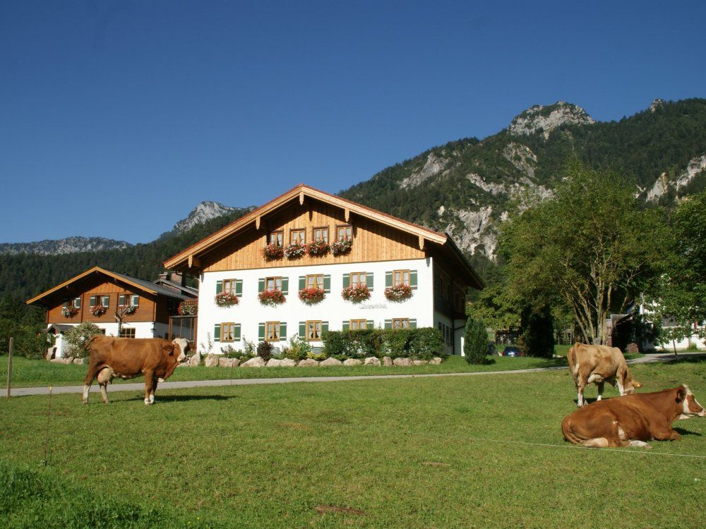Bognerlehen mit Kühe Bognerlehen mit Kühe