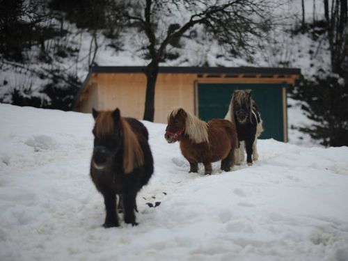 harbachhof_winter-0005 harbachhof_winter-0005