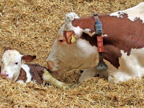 Geburt eines Kälbchens Geburt eines Kälbchens