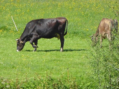 unserekhegenieendenauslauf unserekhegenieendenauslauf