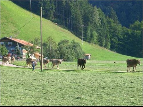 Unsere Kühe auf dem Weg auf die Weide Unsere Kühe auf dem Weg auf die Weide