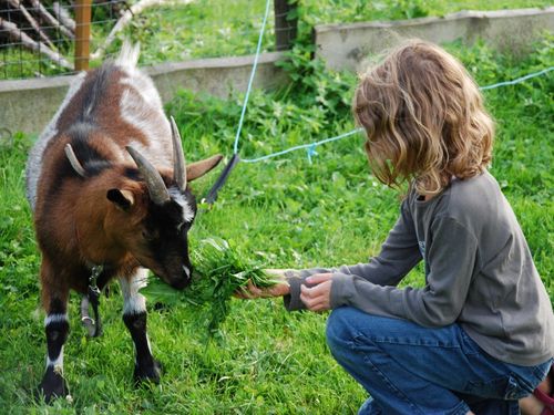 Ziegenfüttern Ziegenfüttern