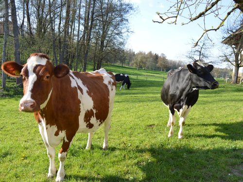 Unsere Kühe auf der Weide Unsere Kühe auf der Weide
