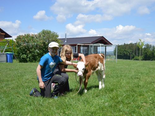 Spaziergang mit unserem Kälbchen Spaziergang mit unserem Kälbchen