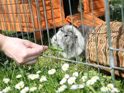 Tiere auf dem Oberhof Tiere auf dem Oberhof