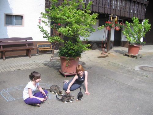 Katzen beim Füttern Katzen beim Füttern