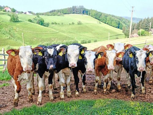 Rinder auf der Weide