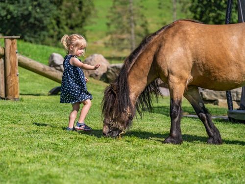 Pony