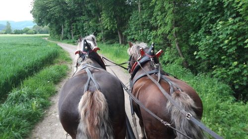 Kutschfahrt Kutschfahrt