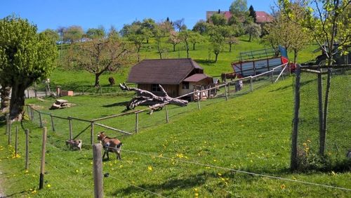 Ziegen auf dem Maierhof Ziegen auf dem Maierhof