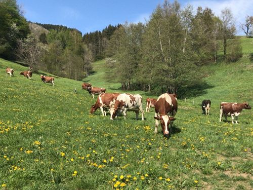Auf der Weide