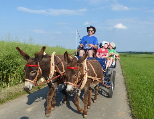 Eselkutsche Eselkutsche