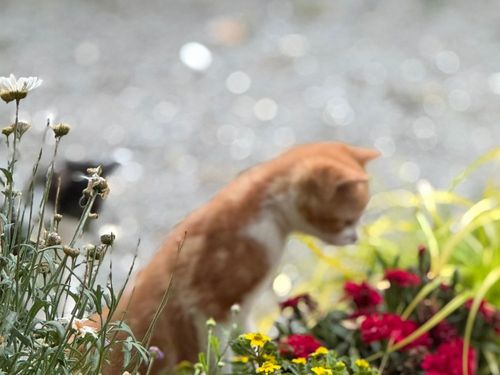 Neugierige Katze Neugierige Katze