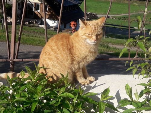 oberhoefenhof_katze_sonne