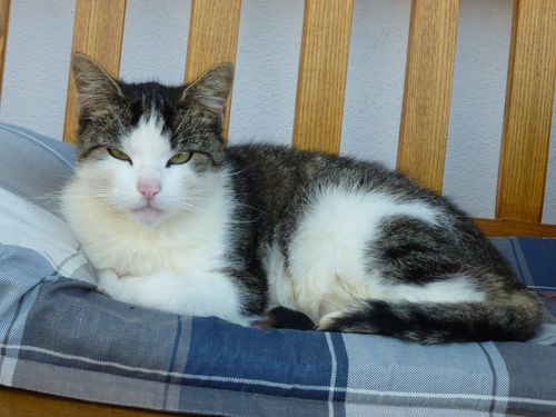 oberhoefenhof_katze_baenkle