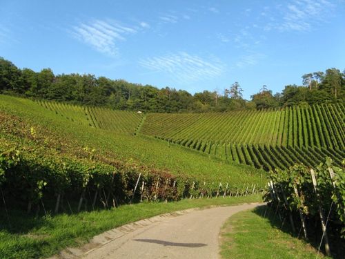 Weinberge von Müllers