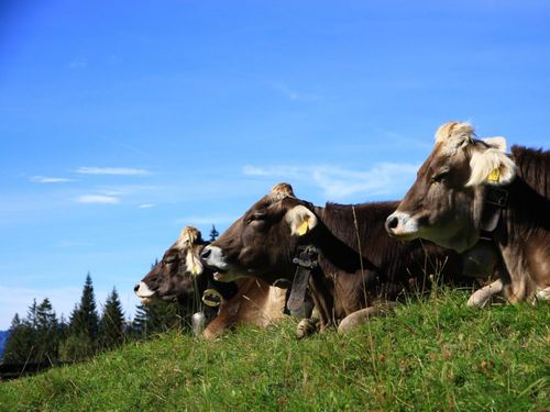 Unsere Schumpen auf der Weide