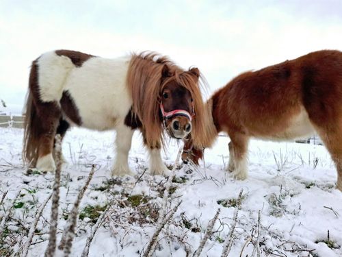 Ponys Ponys