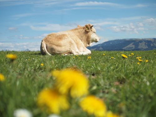 Leopold im Löwenzahn Leopold im Löwenzahn