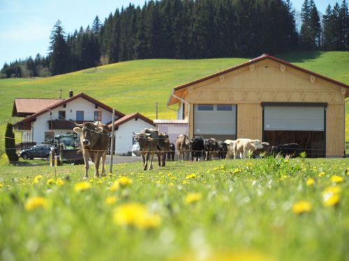 Kühe und Mutterkuhstall Kühe und Mutterkuhstall
