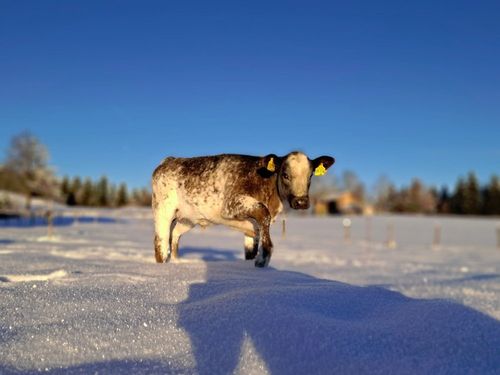Kälbchen im Schnee Kälbchen im Schnee