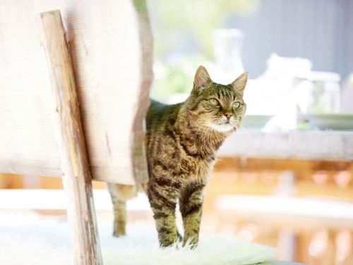 Katzen Katzen