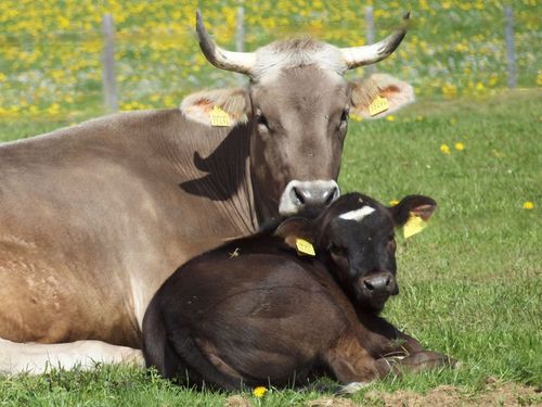 Mama-Glück Mama-Glück