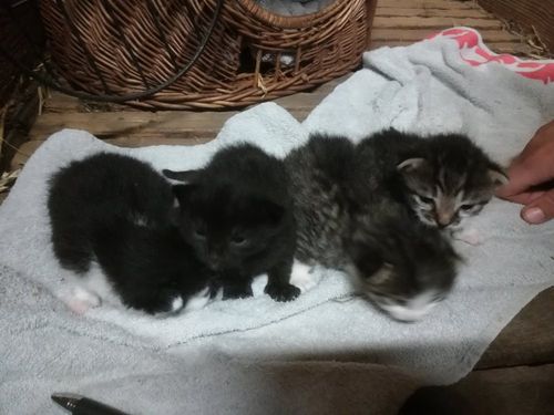 Babymiezen Babymiezen