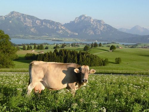 unsere Wiesen und Almen unsere Wiesen und Almen
