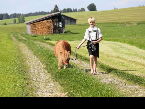 unser Pony Hansi unser Pony Hansi