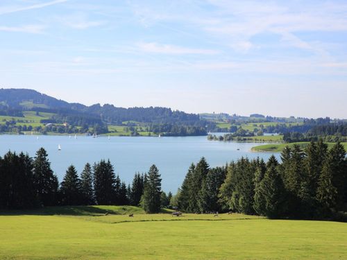 zum Forggensee, ein Katzensprung zum Forggensee, ein Katzensprung
