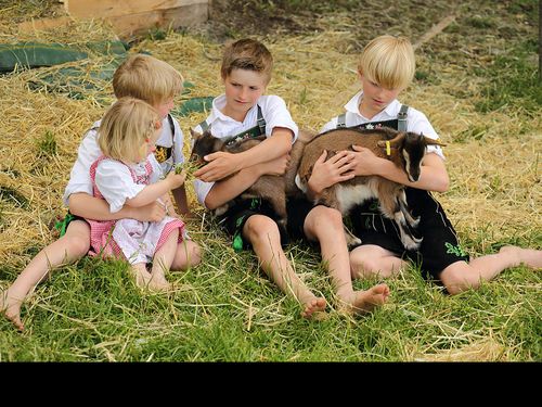 unsere Zwergziegen lieben Streicheleinheiten unsere Zwergziegen lieben Streicheleinheiten