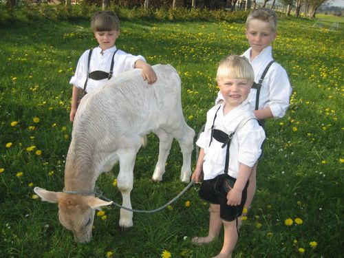 Kälbchen festzuhalten ist gar nicht so einfach Kälbchen festzuhalten ist gar nicht so einfach