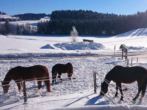 Schnee-Spaß Schnee-Spaß