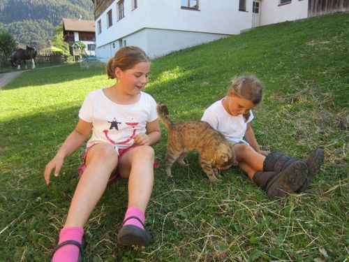 Unsere Katzen lieben Streicheleinheiten Unsere Katzen lieben Streicheleinheiten