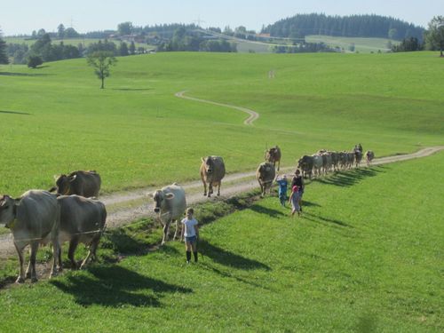 Seid dabei, wenn wir die Kühe von der Weide holen Seid dabei, wenn wir die Kühe von der Weide holen